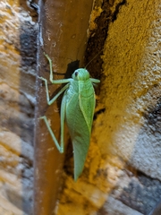 Microcentrum rhombifolium