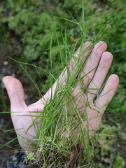 Agrostis canina