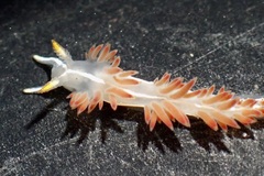 Coryphella trilineata