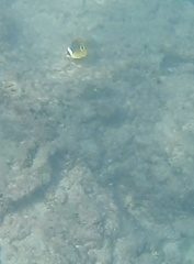 Chaetodon lunula