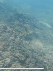 Chaetodon lunula