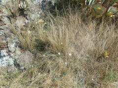 Wahlenbergia rupestris