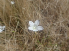 Wahlenbergia rupestris