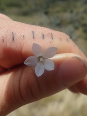 Wahlenbergia rupestris