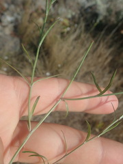 Wahlenbergia rupestris