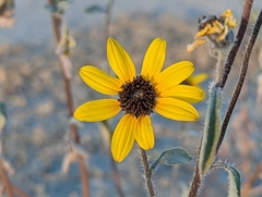 Helianthus petiolaris canescens