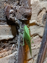 Microcentrum rhombifolium