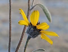 Helianthus petiolaris canescens
