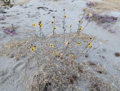 Helianthus petiolaris canescens
