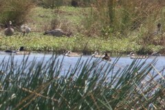 Malacorhynchus membranaceus