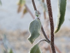 Helianthus petiolaris canescens