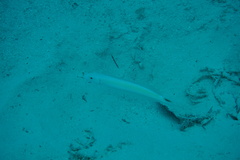 Malacanthus plumieri