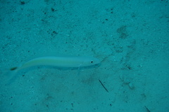 Malacanthus plumieri