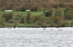 Malacorhynchus membranaceus