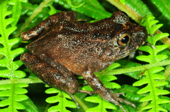 Oreobates granulosus