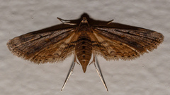 Parapoynx crisonalis