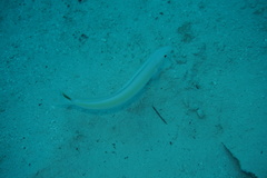 Malacanthus plumieri