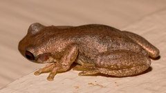 Litoria balatus