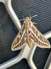 Hyles livornicoides