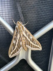 Hyles livornicoides