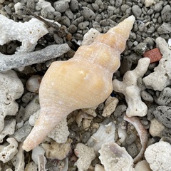 Fasciolariidae
