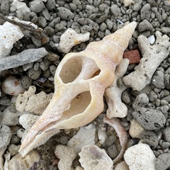 Fasciolariidae