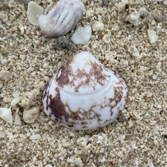 Lioconcha fastigiata