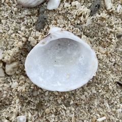 Lioconcha fastigiata