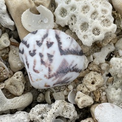 Lioconcha castrensis