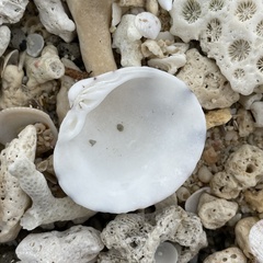 Lioconcha castrensis