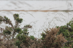 Amphibola crenata