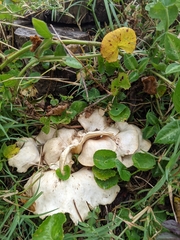 Lentinus sajor-caju