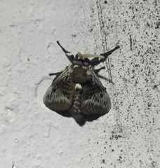 Megalopyge albicollis