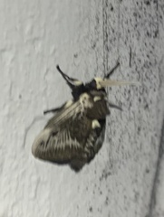 Megalopyge albicollis