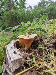 Lentinus sajor-caju