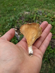 Lentinus sajor-caju