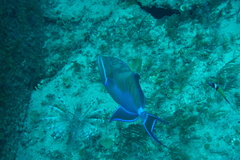 Balistes vetula