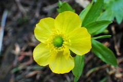 Ranunculus eschscholtzii