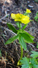 Ranunculus eschscholtzii