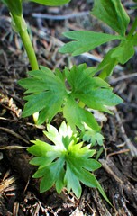 Ranunculus eschscholtzii