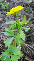 Ranunculus eschscholtzii