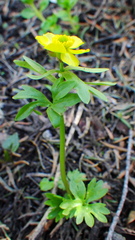 Ranunculus eschscholtzii