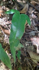 Grypothrix triphylla