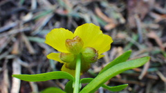 Ranunculus eschscholtzii