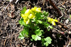 Ranunculus eschscholtzii