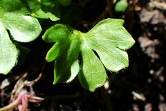 Ranunculus eschscholtzii