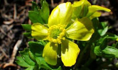 Ranunculus eschscholtzii
