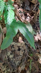 Grypothrix triphylla