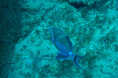 Balistes vetula