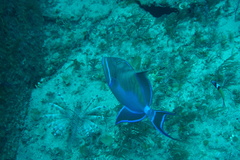 Balistes vetula